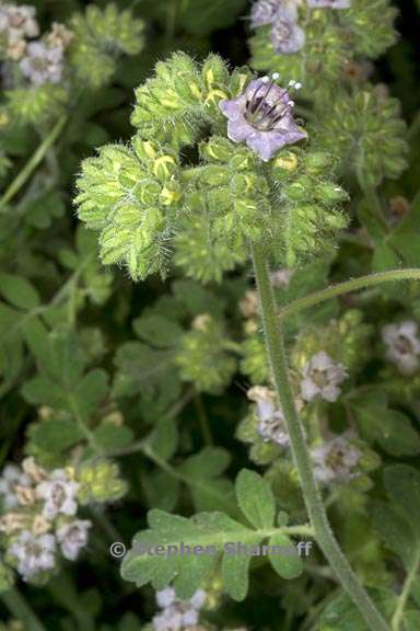 phacelia ramosissima 3 graphic